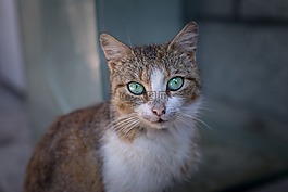 動物,貓,自然