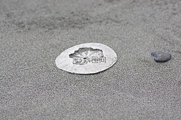 sanddollar,clypeasteroida,海滩