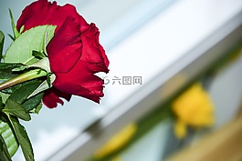 花,紅色,玫瑰
