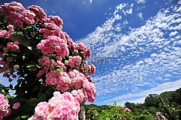 玫瑰,天空,涼爽