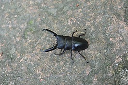 鹿 bug,昆蟲,beulrek