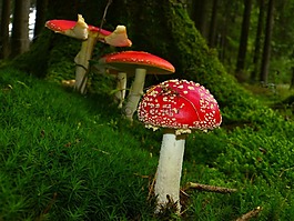 飛木耳,蘑菇,紅色飛木耳香菇