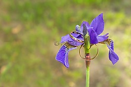 花卉,藍(lán)色,夏季