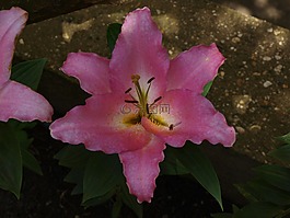 花,芙蓉,開花