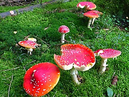 飛木耳,蘑菇,紅色飛木耳香菇