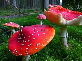 飛木耳,蘑菇,紅色飛木耳香菇