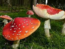 飛木耳,蘑菇,紅色飛木耳香菇