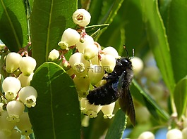 大黄蜂木,xylocopa violacea,libar
