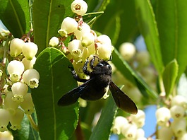大黄蜂木,xylocopa violacea,libar