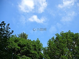 天空,森林,樹(shù)木