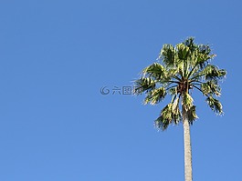 棕櫚樹,天空,熱帶