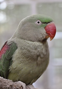 亞歷山大長尾小鸚鵡,鳥,羽毛