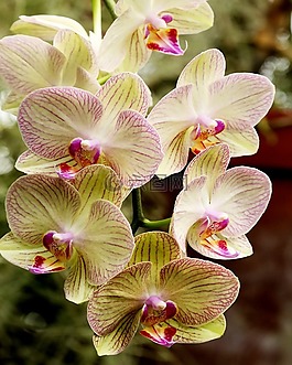 蘭花,白,花