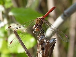 蜻蜓,紅蜻蜓,分支機(jī)構(gòu)