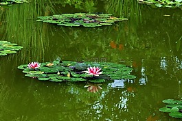 睡莲,自来水厂,粉色