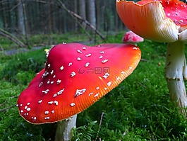 飛木耳,蘑菇,紅色飛木耳香菇