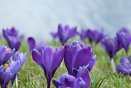 番紅花,花,紫色