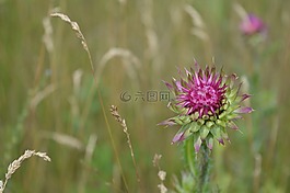 薊場,孤獨,字段