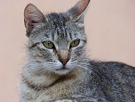 猫,加塔,女性