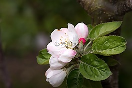 蘋果樹開花,鮮花,白