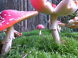飛木耳,蘑菇,紅色飛木耳香菇