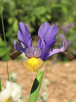 鳶尾花,特寫,鮮花