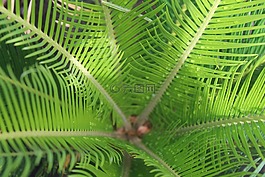 葉子,蕨類植物,綠色