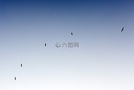 鳥,飛行,天空