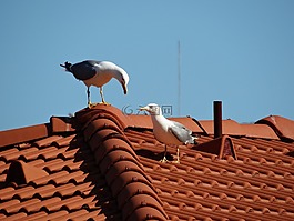 海鷗,鳥,愛情