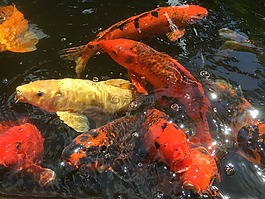 魚,錦鯉,池
