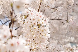 鮮花,春天,春天的花朵