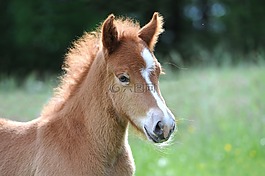 駒,冰島馬駒,冰島馬