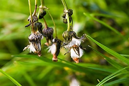 野生花卉,秋,自然