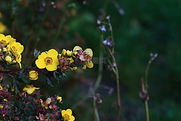 花,秋,自然