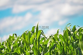 植物,作物,玉米