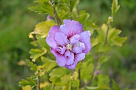芙蓉花,花帕爾馬,紫
