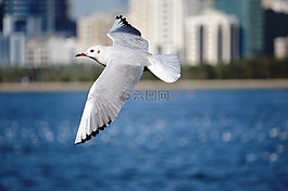 海鷗,動(dòng)物,鳥