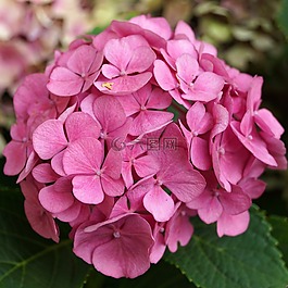 八仙花,粉紅色,開花