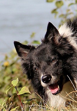 狗,边境牧羊犬,英国牧羊犬