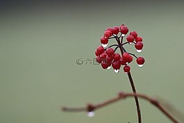 morgentau,廠,性質(zhì)