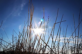 草,夏季,草地