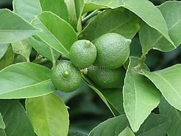 檸檬,希臘