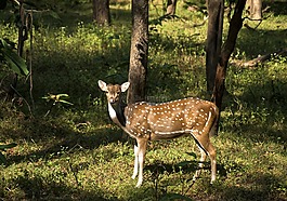 鹿,野生動物,動物