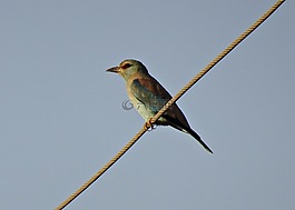 滾子,鳥,歐洲滾