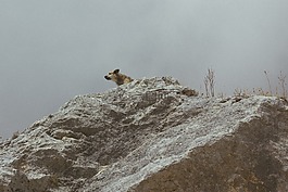 自然,動物,寵物