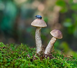 甲殼蟲,蘑菇,性質(zhì)