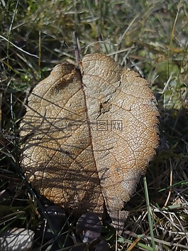 片,草,秋