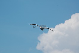 天空,海鷗,云