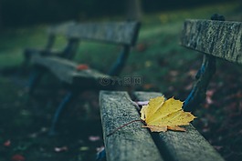 長(zhǎng)椅,深度的字段,葉