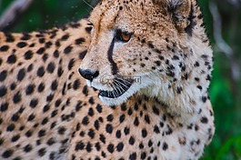 動(dòng)物,大貓,特寫